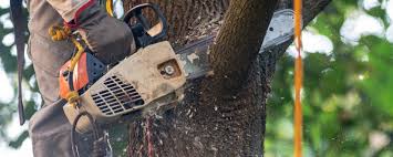 Best Tree Risk Assessment  in Graniteville, SC