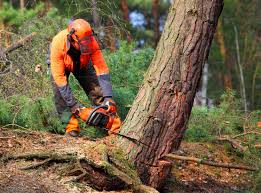 Best Fruit Tree Pruning  in Graniteville, SC