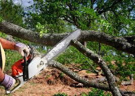 Best Tree Preservation Services  in Graniteville, SC