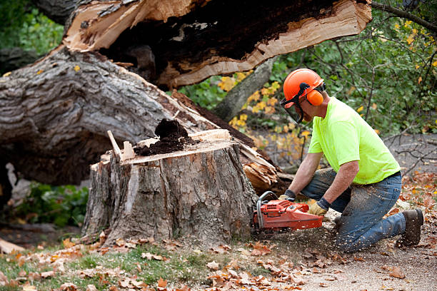 Best Seasonal Cleanup (Spring/Fall)  in Graniteville, SC